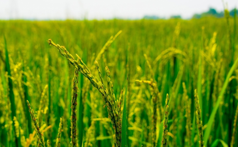 Март 2016 Информативно-транспортное. От Мумбая до Кералы