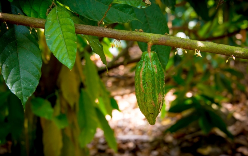 Март 2016 Информативно-транспортное. От Мумбая до Кералы