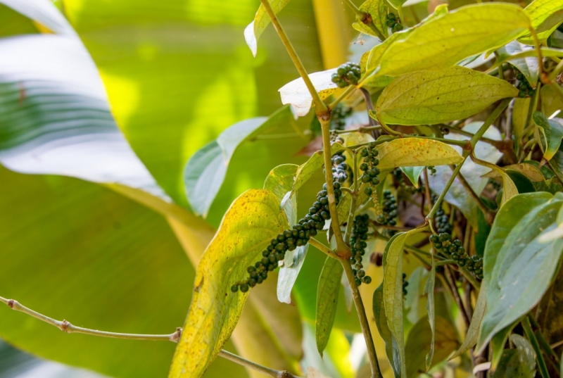 Март 2016 Информативно-транспортное. От Мумбая до Кералы