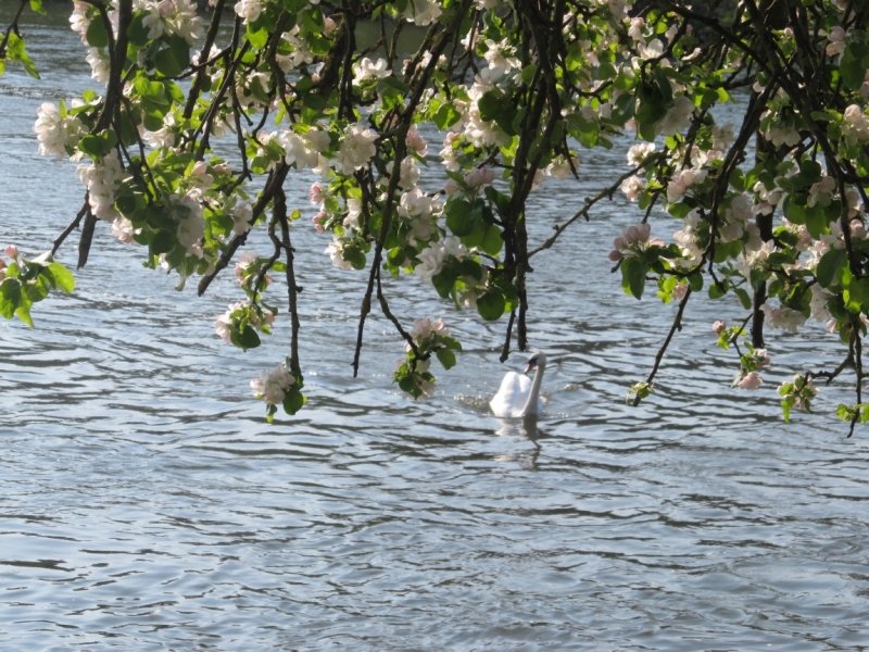 Чудесный Альгой и вокруг. Май 2016.Мемминген, Ульм, Ландсберг-на-Лехе , Кемптен, Линдау
