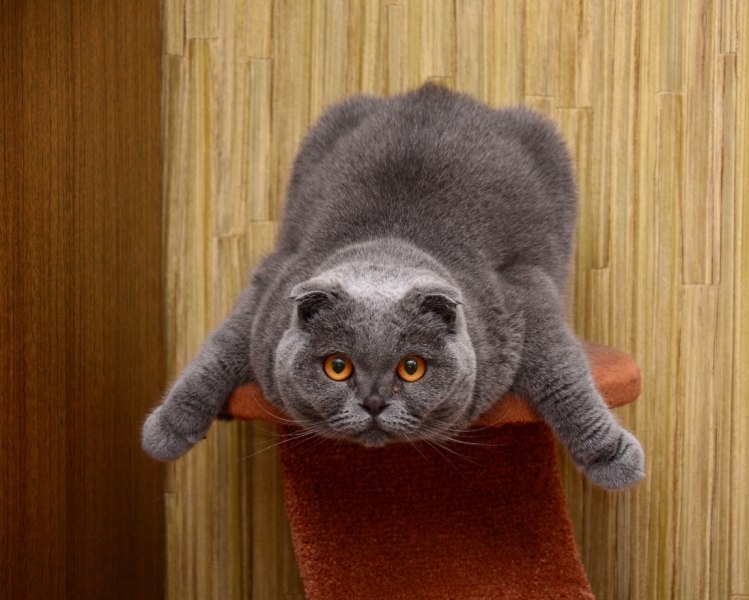 Кошки в нашей жизни. Кошки и все, что с ними связано.