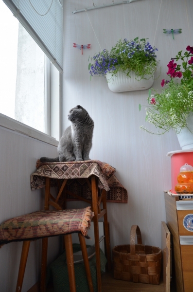 Поговорим о кошках40