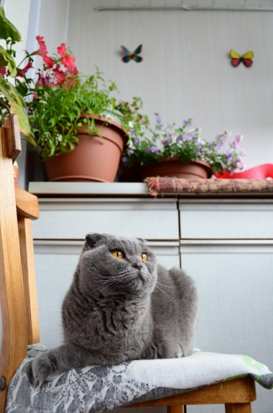 Поговорим о кошках40