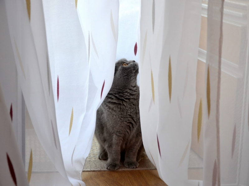 Поговорим о кошках40