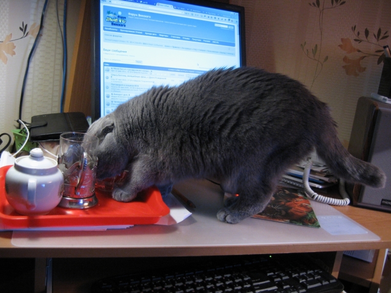 Поговорим о кошках40