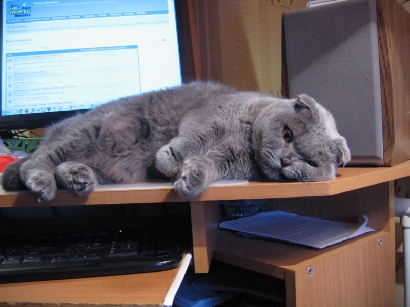 Поговорим о кошках40