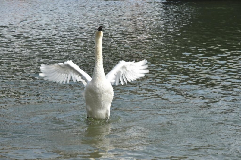 Чудесный Альгой и вокруг. Май 2016.Мемминген, Ульм, Ландсберг-на-Лехе , Кемптен, Линдау