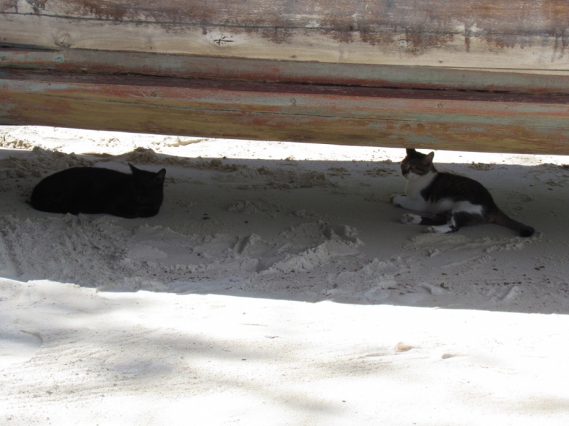 Мой первый Тай или верните меня обратно и навсегда!