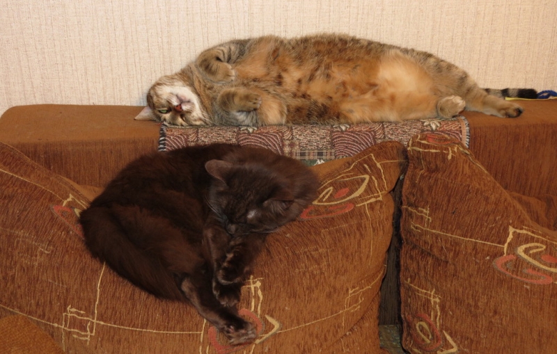 Поговорим о кошках40