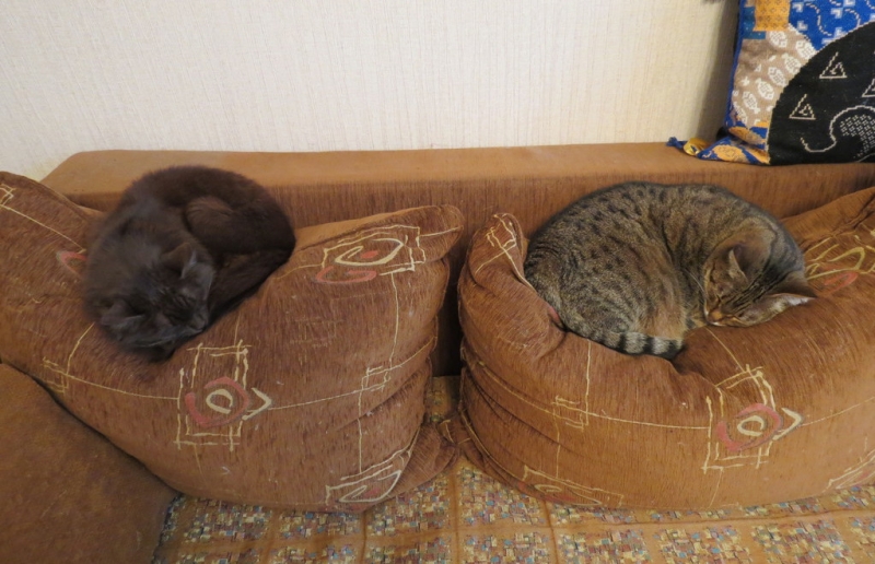 Поговорим о кошках40