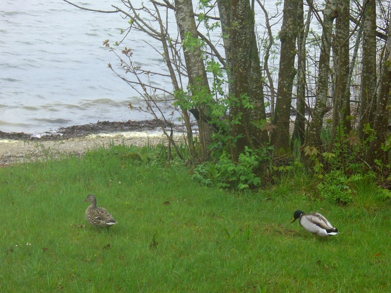 Тироль в каплях дождя