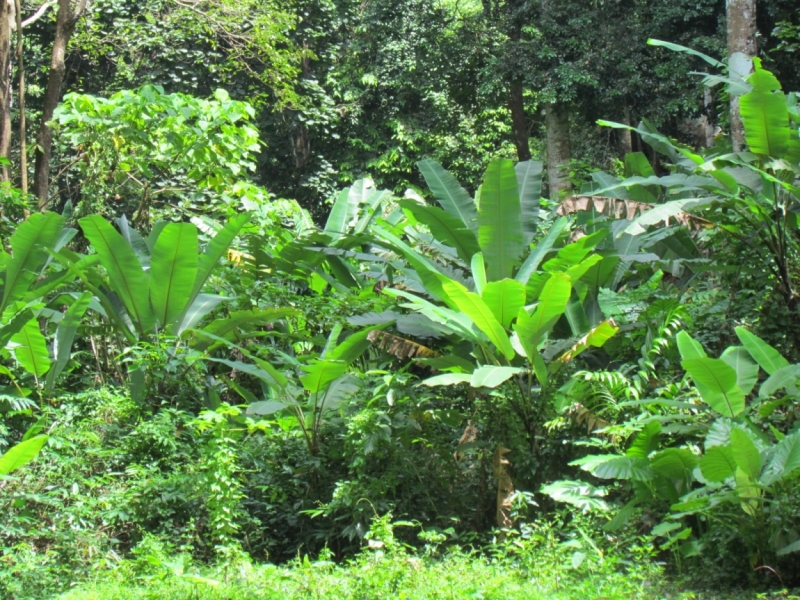 Мой первый Тай или верните меня обратно и навсегда!