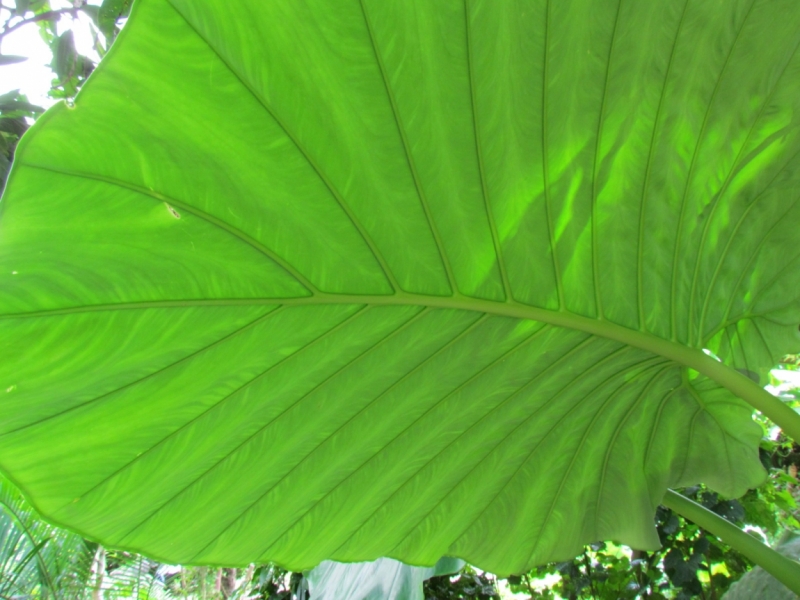 Мой первый Тай или верните меня обратно и навсегда!