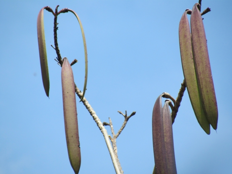 Мой первый Тай или верните меня обратно и навсегда!