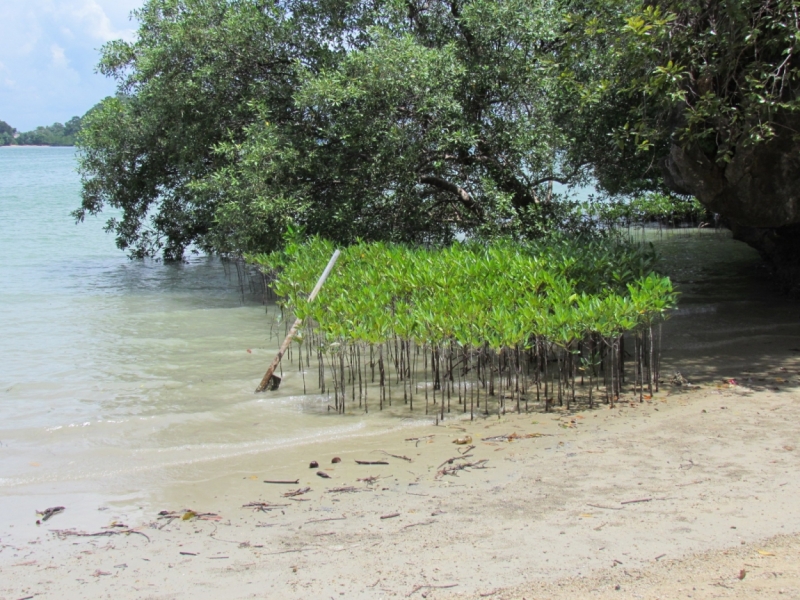 Мой первый Тай или верните меня обратно и навсегда!