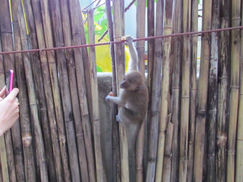 Мой первый Тай или верните меня обратно и навсегда!