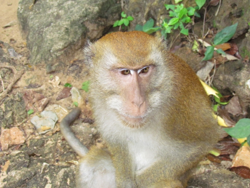 Мой первый Тай или верните меня обратно и навсегда!