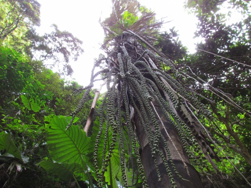 Мой первый Тай или верните меня обратно и навсегда!