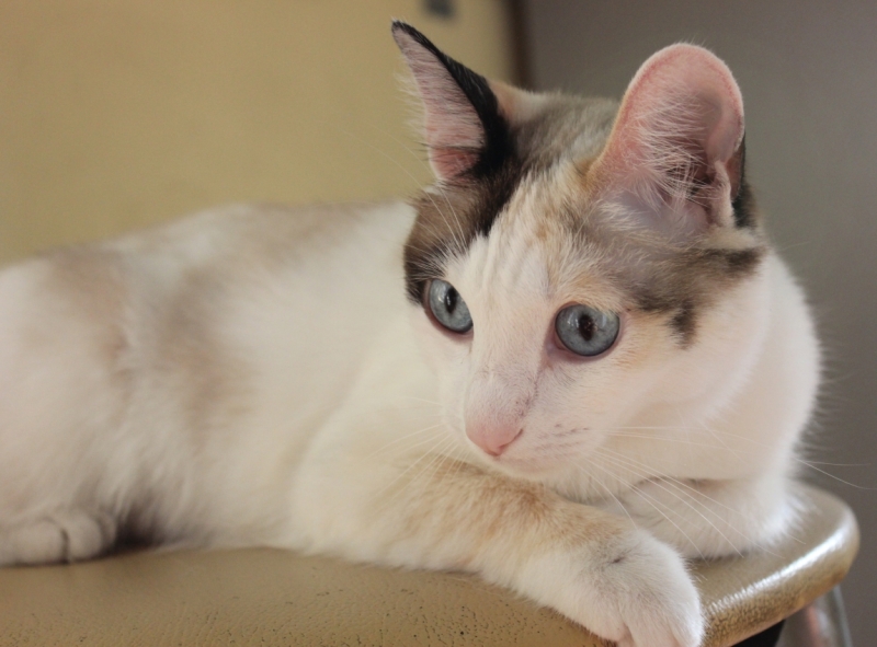 Поговорим о кошках40