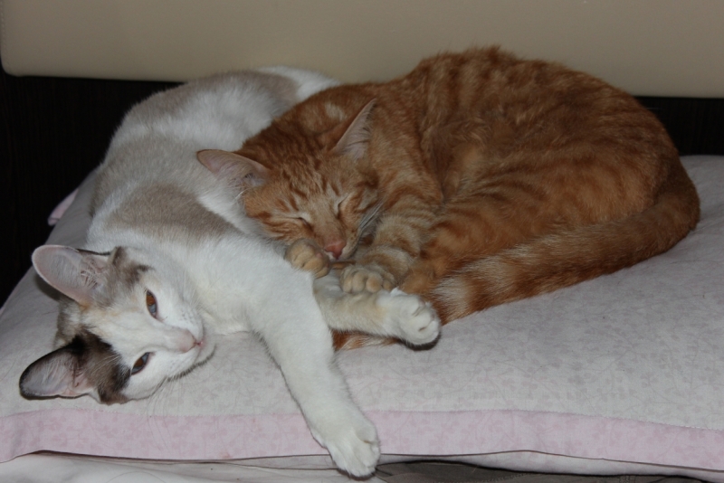 Поговорим о кошках40