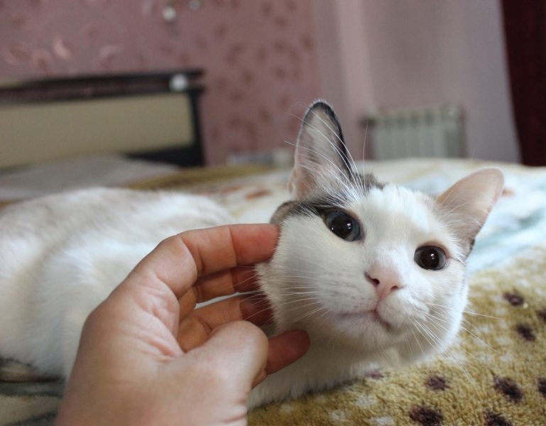 Поговорим о кошках40