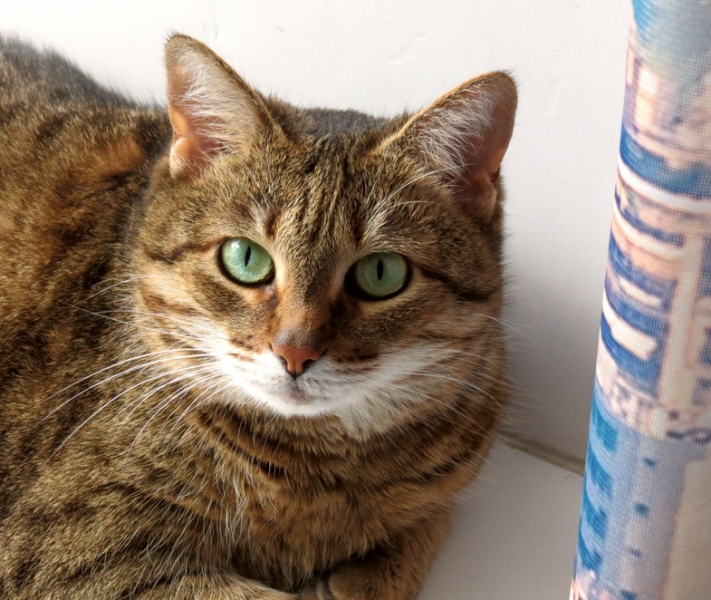 Поговорим о кошках40