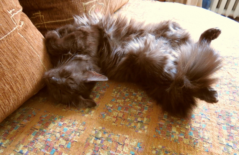 Поговорим о кошках40