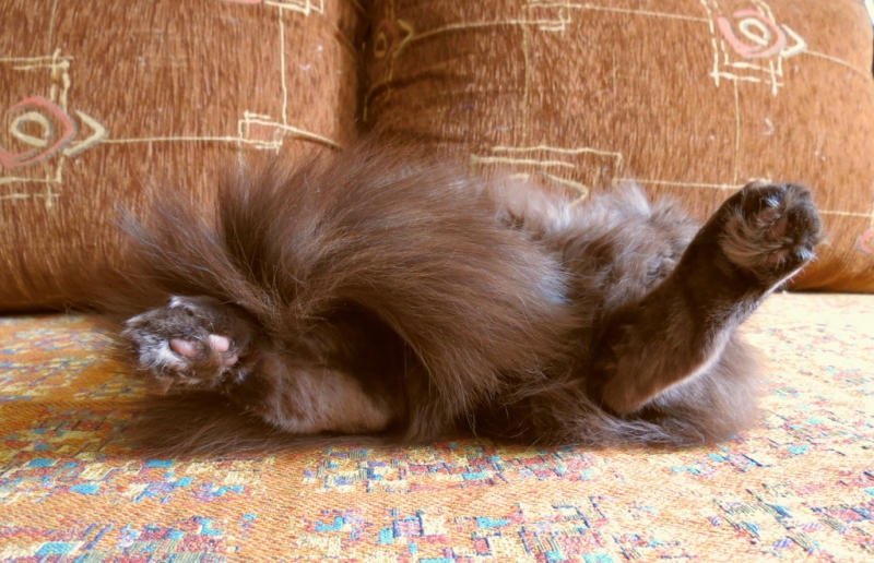 Поговорим о кошках40