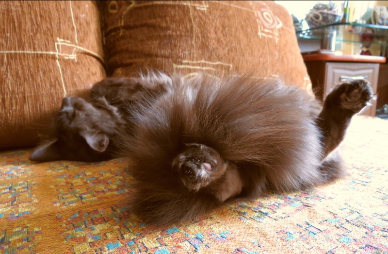 Поговорим о кошках40