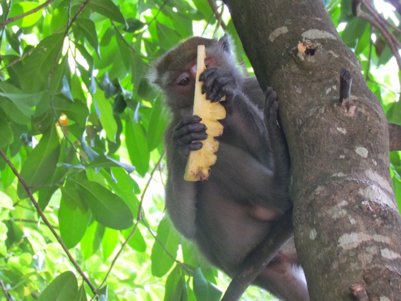 Мой первый Тай или верните меня обратно и навсегда!