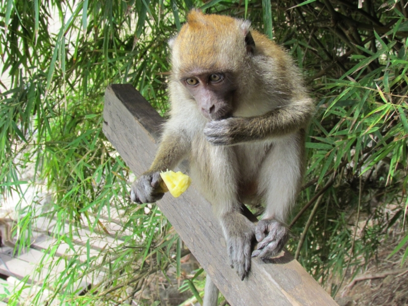 Мой первый Тай или верните меня обратно и навсегда!