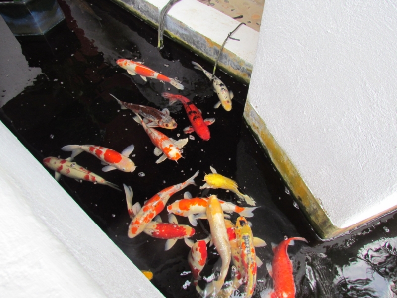 Мой первый Тай или верните меня обратно и навсегда!