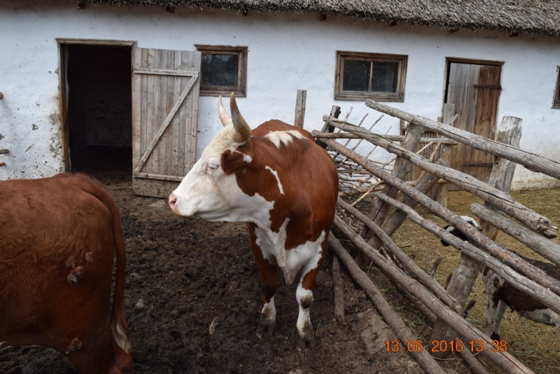 Вешенская. По шолоховским местам.