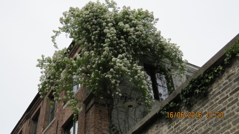 Калининград-Литва-Бельгия: путешествие с земли прусской, к пивным берегам Европы.