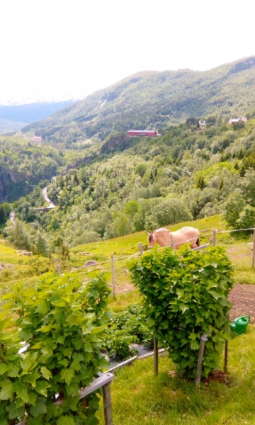 66 часов в Норвегии первый раз, 30 км пешком - и я в плену водопадов, фьордов