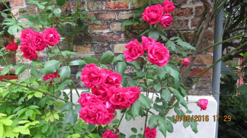 Калининград-Литва-Бельгия: путешествие с земли прусской, к пивным берегам Европы.