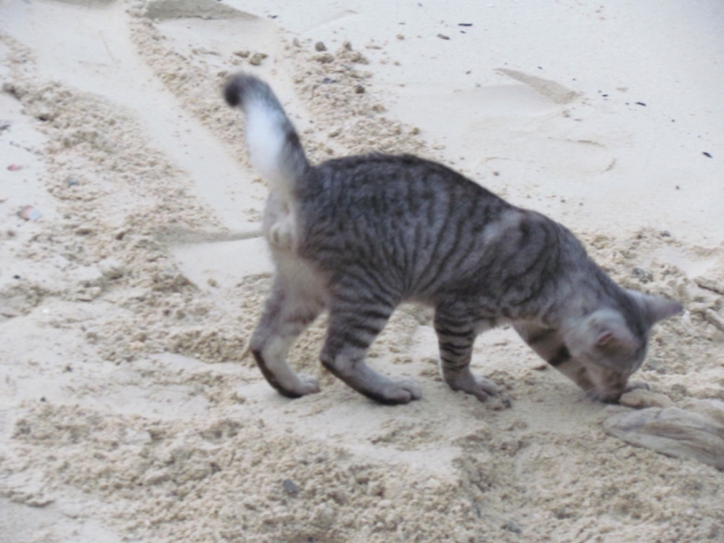 Мой первый Тай или верните меня обратно и навсегда!