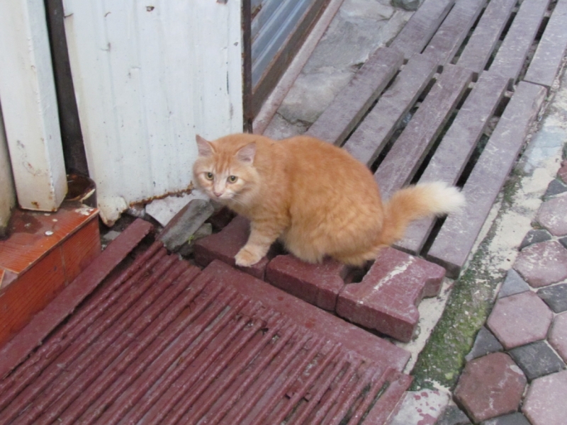 Мой первый Тай или верните меня обратно и навсегда!