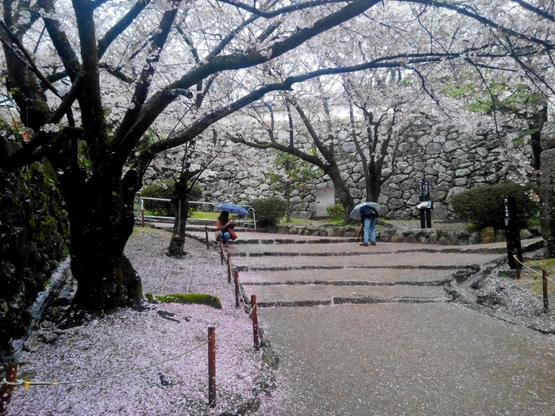 Бюджетное путешествие почти по всей Японии вовремя цветения сакуры (26.03-22.04.2016)