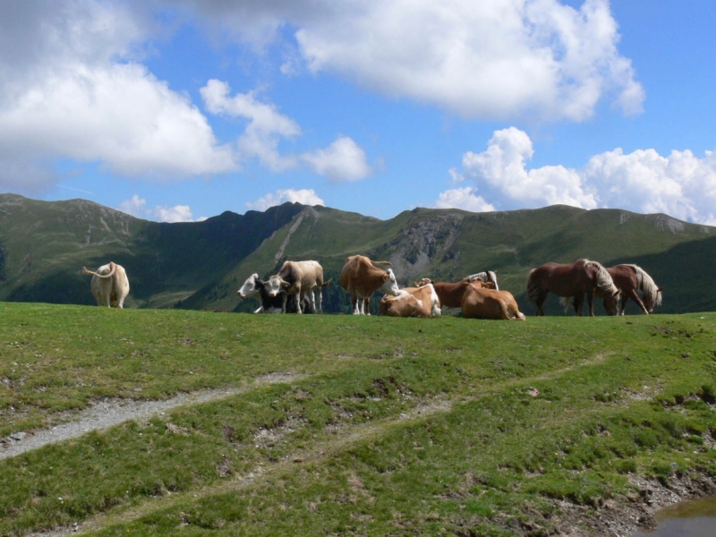 Zell am See, Otztal, Pitztal -2015. Маршруты экспромтом.