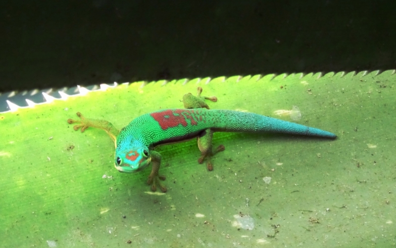 Фотографии животного мира