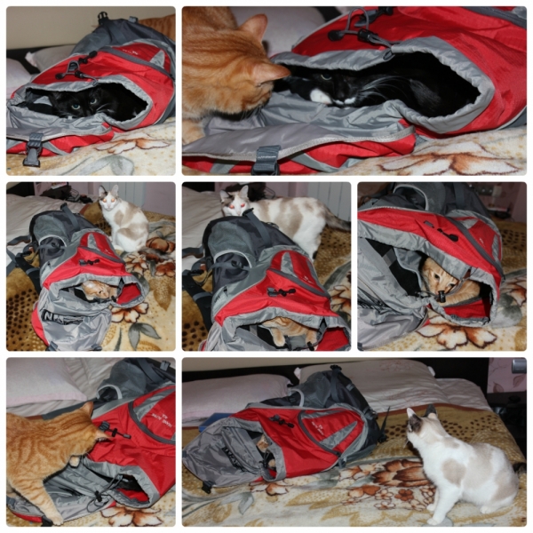 Поговорим о кошках40