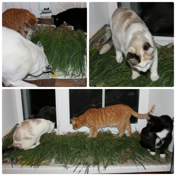 Поговорим о кошках40