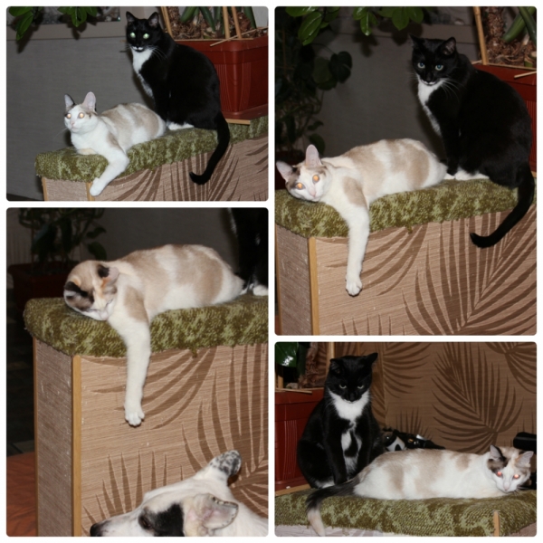 Поговорим о кошках40