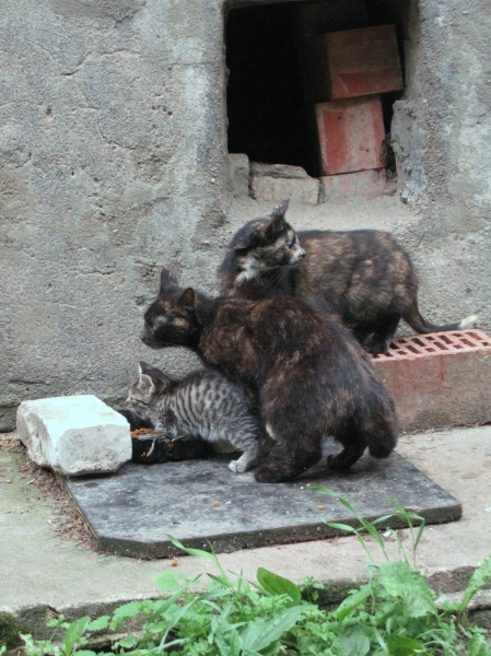 Поговорим о кошках40