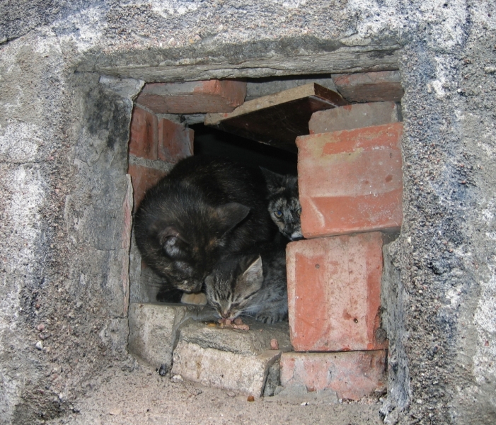 Поговорим о кошках40