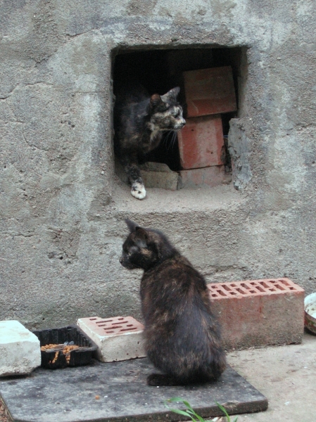 Поговорим о кошках40