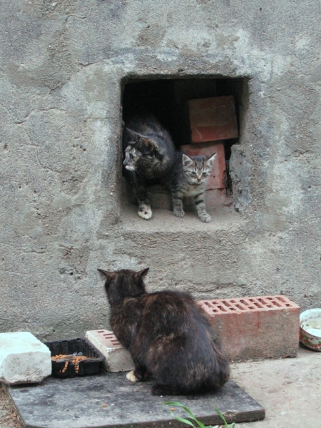 Поговорим о кошках40