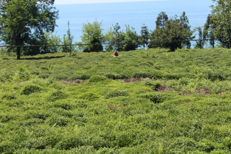 Я, рюкзак и Грузия