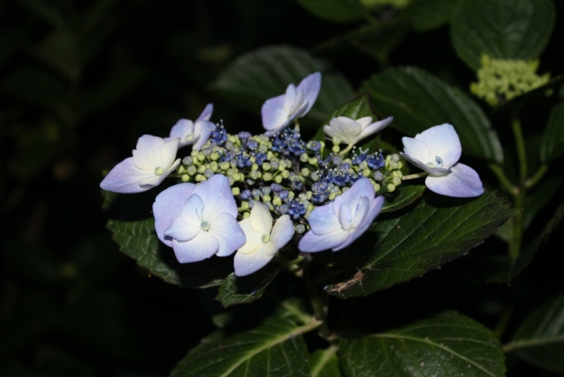 Я, рюкзак и Грузия